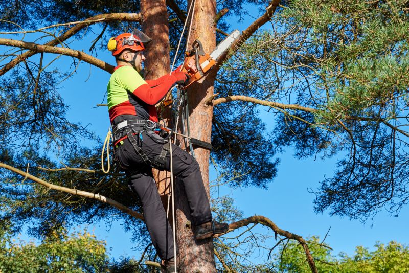 Tree and Landscape Dismantling